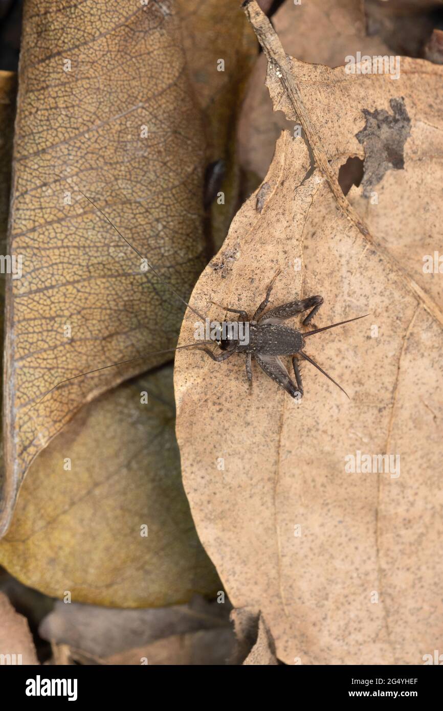 Cricket con spacchi, Velarifictorus indica, Satara, Maharashtra, India Foto Stock