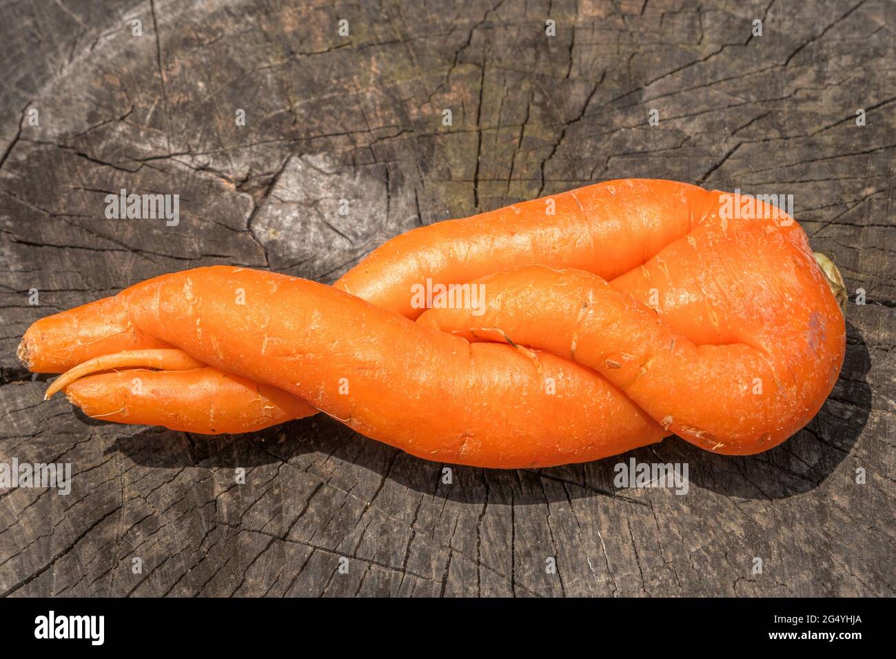 Carote organiche di forma insolita. Una frutta fusa. Umorismo in natura. Foto Stock