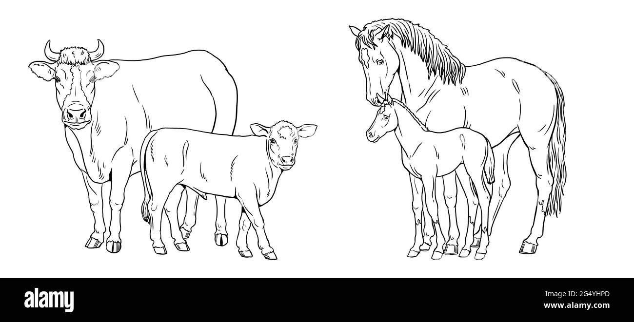 Mare con il foal e mucca con il vitello. Pagina da colorare con animali domestici. Disegno digitale con cavallo. Modello per i bambini da verniciare. Foto Stock