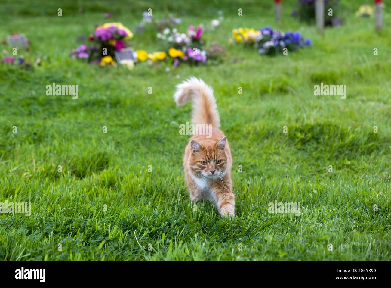 USO EDITORIALE SOLO Paddy, di proprietà di Christina Jones e Stuart Hague da Wirral, al Mayfields Remembrance Park di Eastham, è stato nominato nella categoria 'Most Caring Cat' nei Cats Protection National Cat Awards di quest'anno, sponsorizzato da Purina. Data di emissione: Giovedì 24 giugno 2021. Foto Stock