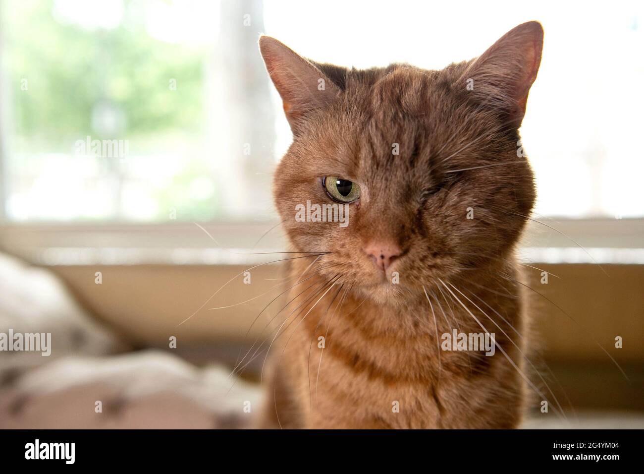 USO EDITORIALE SOLO Boris, di proprietà di Alex Tullis di Londra è nominato nella categoria 'Purina Better Together' nei Cats Protection National Cat Awards di quest'anno, sponsorizzato da Purina. Data di emissione: Giovedì 24 giugno 2021. Foto Stock