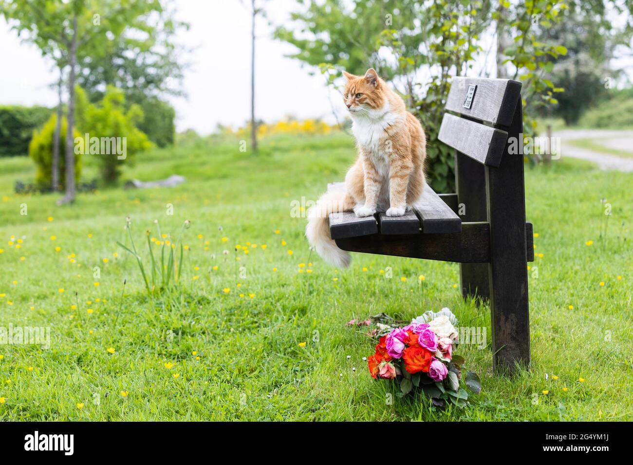 USO EDITORIALE SOLO Paddy, di proprietà di Christina Jones e Stuart Hague da Wirral, al Mayfields Remembrance Park di Eastham, è stato nominato nella categoria 'Most Caring Cat' nei Cats Protection National Cat Awards di quest'anno, sponsorizzato da Purina. Data di emissione: Giovedì 24 giugno 2021. Foto Stock