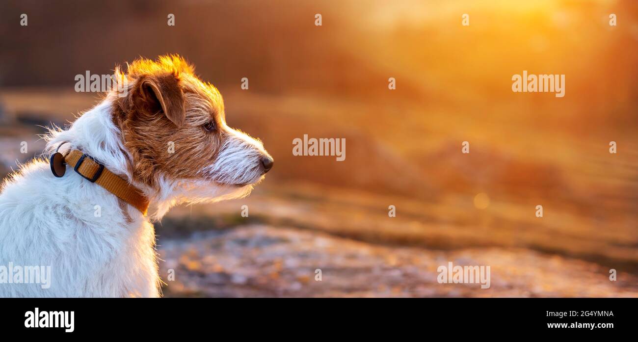 Carino cucciolo testa banner cane in montagna tramonto o alba. Paesaggio naturale, viaggi, escursioni con animali domestici. Foto Stock