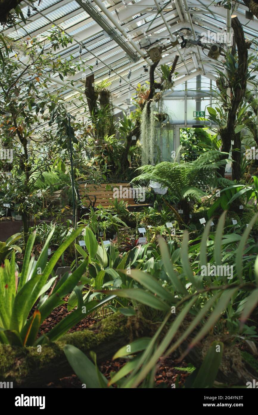 Serra del giardino botanico di Berlino in una giornata di sole Foto Stock