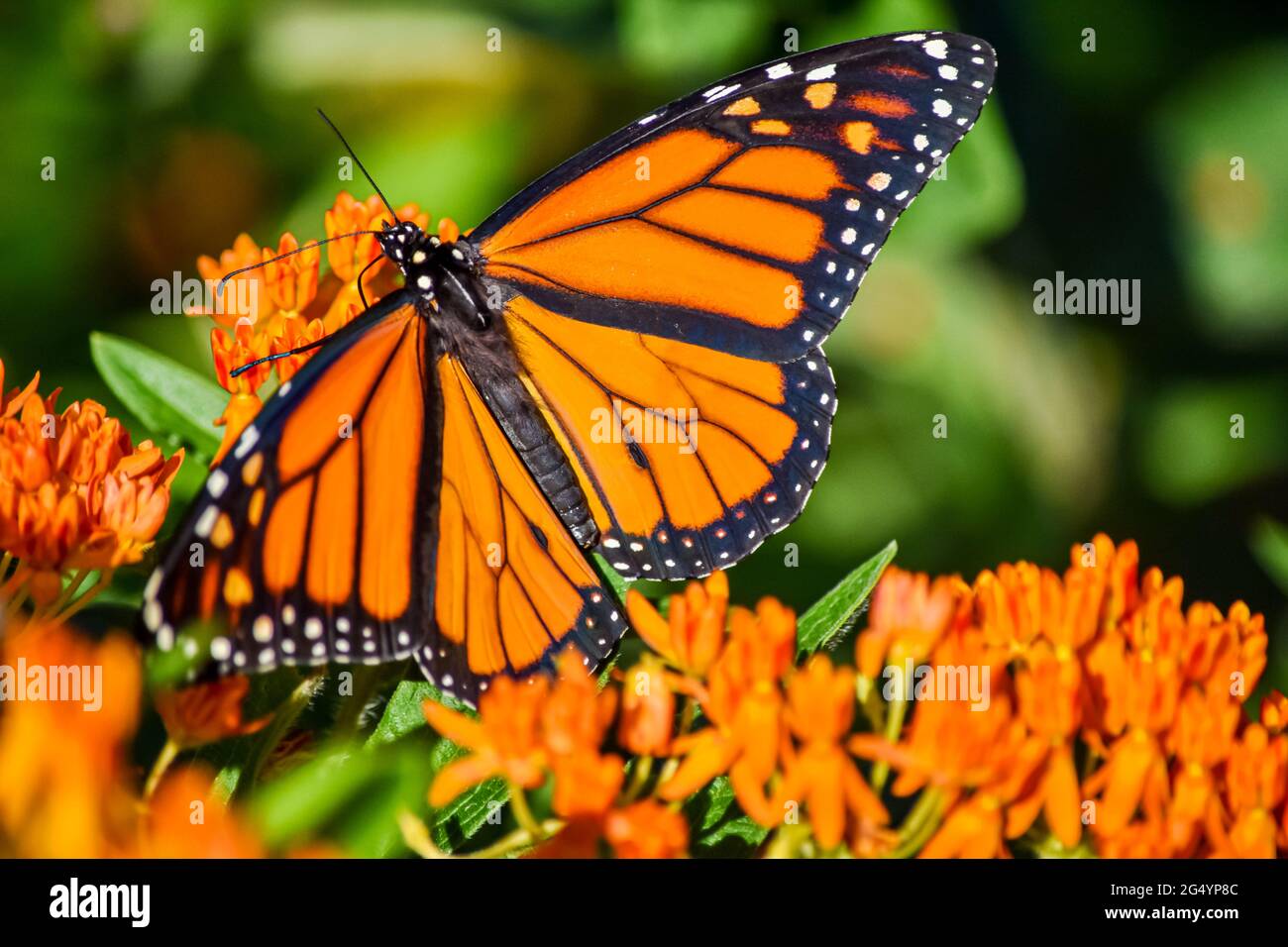 Primo piano di una farfalla monarca maschile (Danaus plexippus) con ali aperte che si nutrono con farine di farfalla (Asclepsias tuberosa). Spazio di copia. Foto Stock