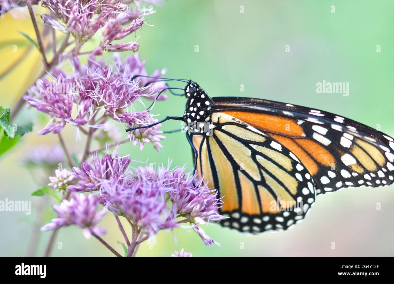 Vista laterale di una farfalla monarca (Danaus plexippus) che si nuote sui fiori rosa di Joe-Pye Weed (Euphatorium purpureum). Spazio di copia. Primo piano. Foto Stock