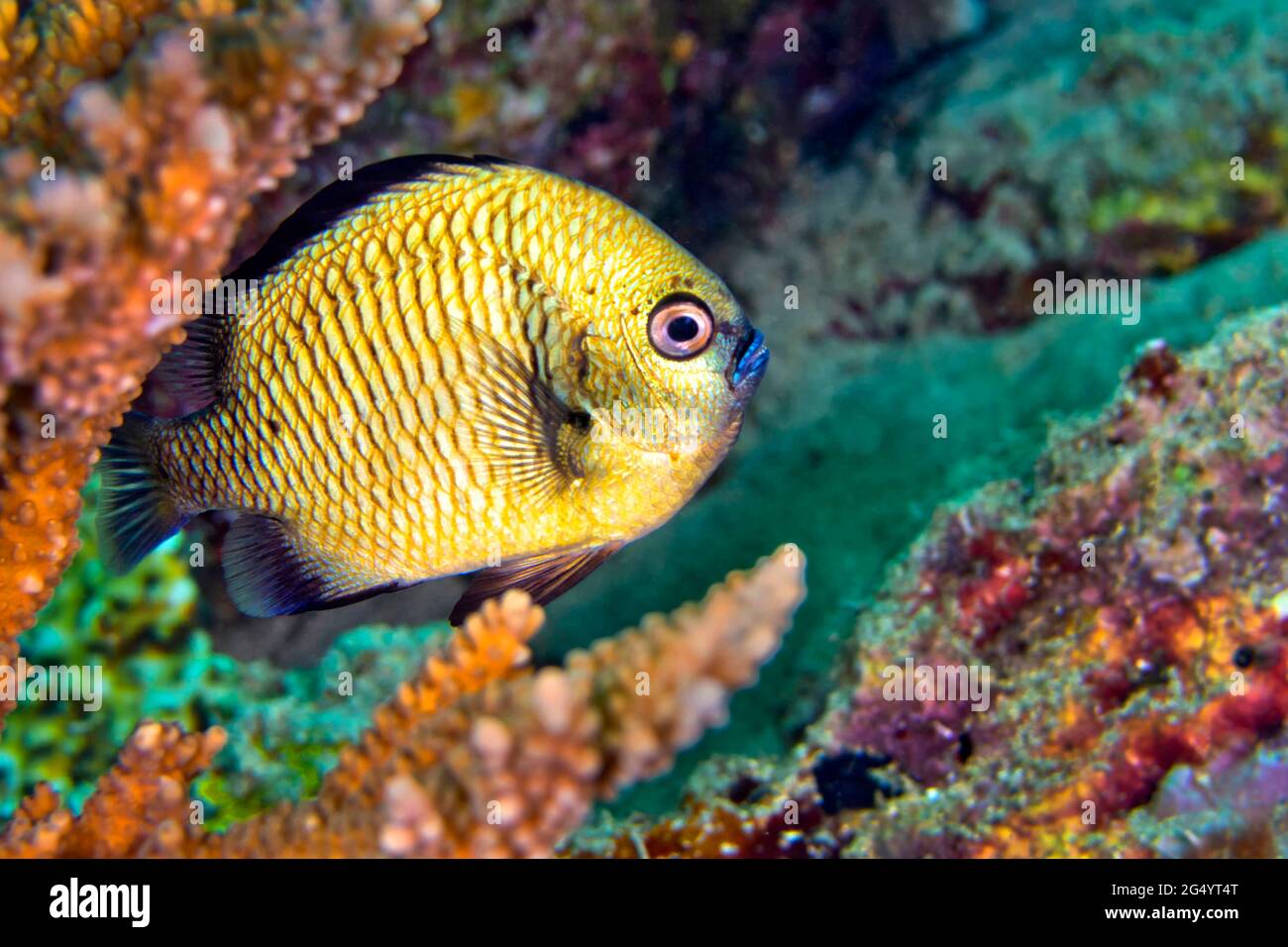 Damselfish, Humbad, Dascyllus reticulatus, Coral Reef, Lembeh, Nord Sulawesi, Indonesia, Asia Foto Stock