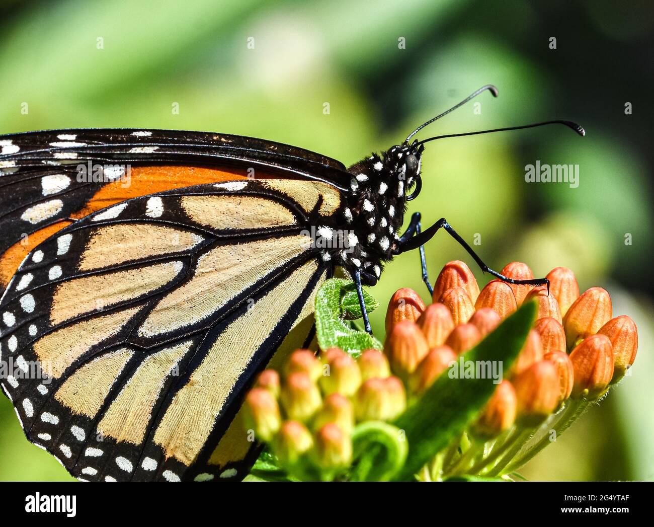 Closeup di una farfalla monarca (Danaus plexippus) che riposa sulle boccioli di fiori arancioni di Farfalle Weed (Asclepias tuberosa). Spazio di copia. Foto Stock