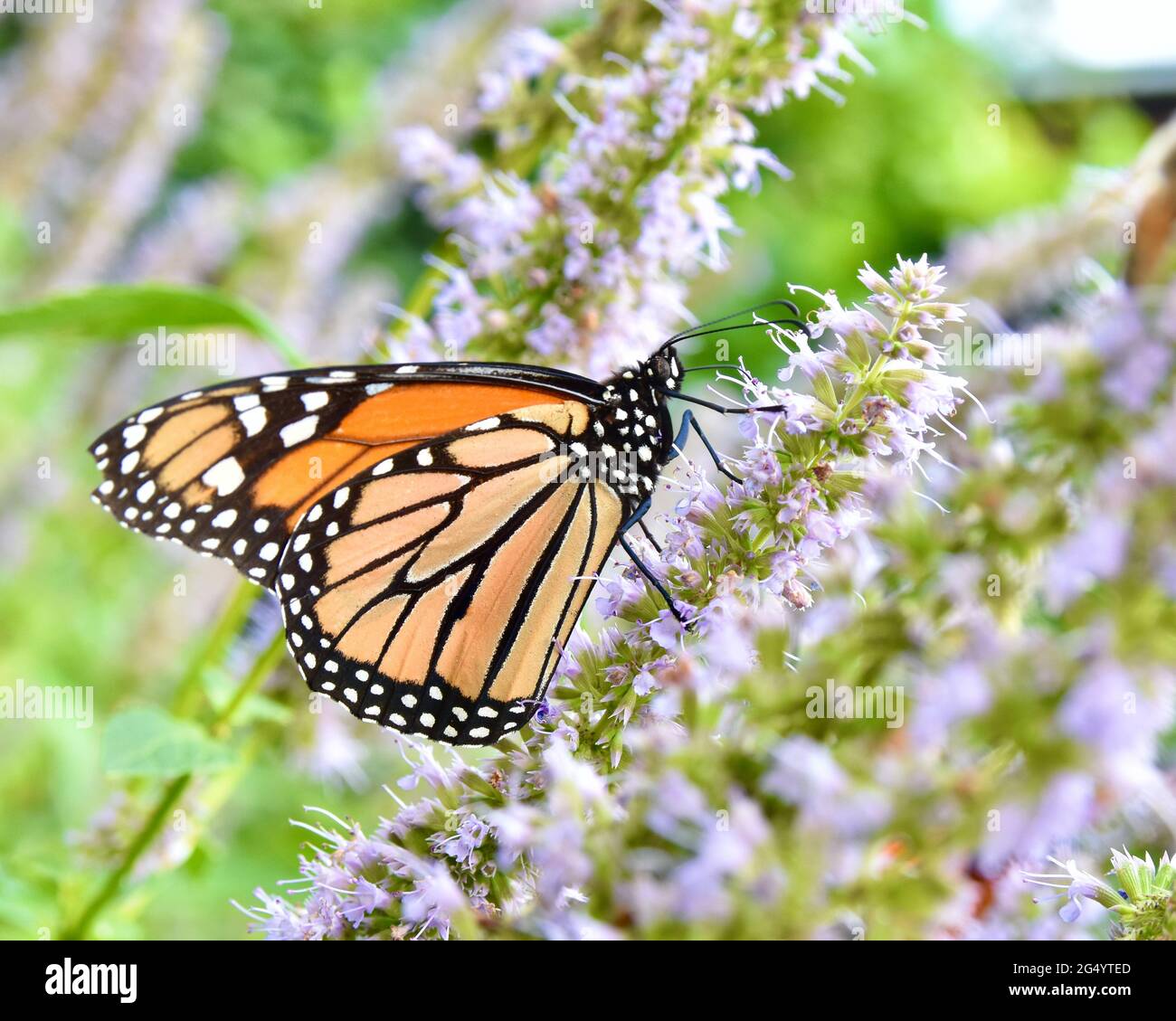 Una vista laterale di una farfalla monarca (Danaus plexippus) che si nuote sul nettare dell'issopo dell'anice (Agastache foeniculum.) Primo piano. Foto Stock Una vista laterale di una farfalla monarca (Danaus plexippus) che si nuote sul nettare dell'issopo dell'anice (Agastache foeniculum.) Primo piano. Foto Stock