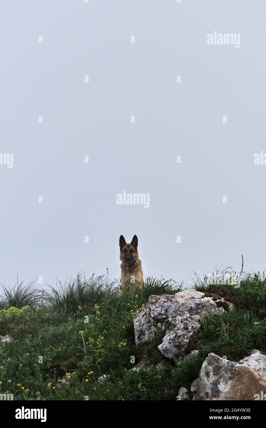 Il cane viaggia in tutto il mondo attraverso luoghi naturali e bellezze. Pastore tedesco di colore nero e rosso è seduto sulla cima della montagna in fo Foto Stock