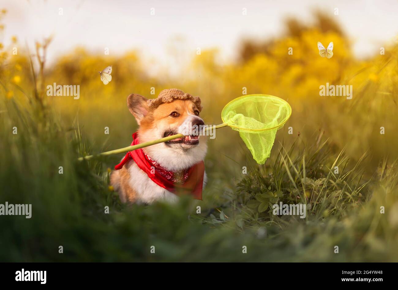 carino cucciolo di corgi in un cappello di panama cattura farfalle con una rete in un prato fiorito estate Foto Stock