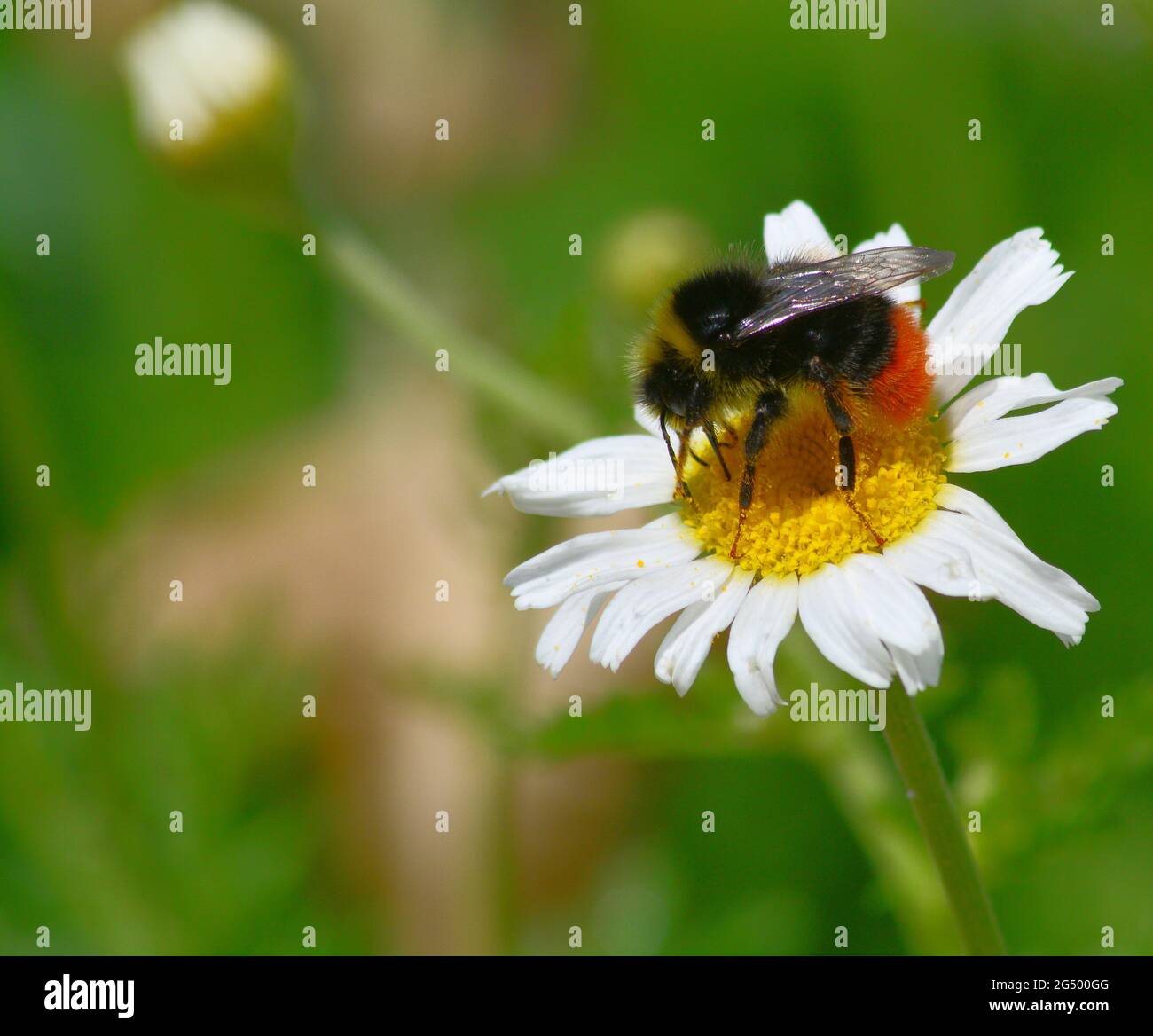 ape che raccoglie nettare da fiori di giardino Foto Stock