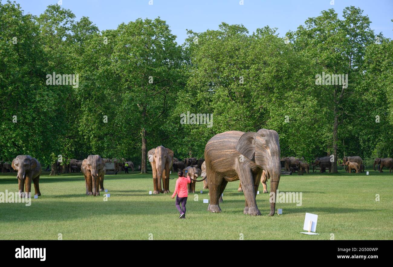 Green Park, Londra, Regno Unito. 24 giugno 2021. Coesistenza mandria di elefanti continua il suo trekking attraverso i Parchi reali, gli animali creati dalle strisce della zizzera lantana camara e l'installazione parte di una collaborazione in corso tra due organizzazioni no profit, coesistenza e Elephant Family. Credit: Malcolm Park/Alamy Live News. Foto Stock