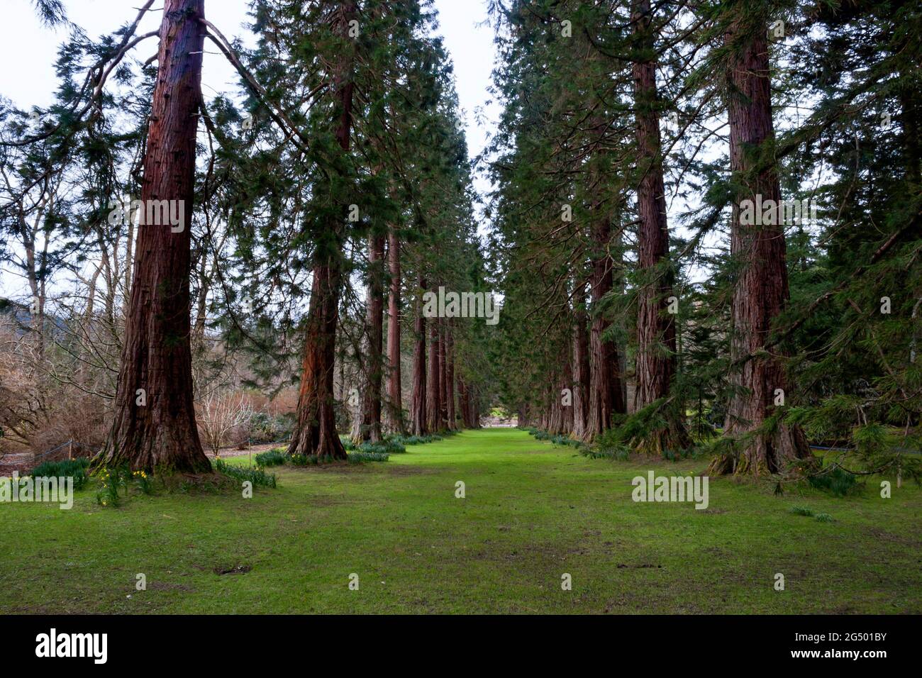Sequoiadendron Giganteum - viale di sequoie di 150 anni, Benmore, Scozia Foto Stock