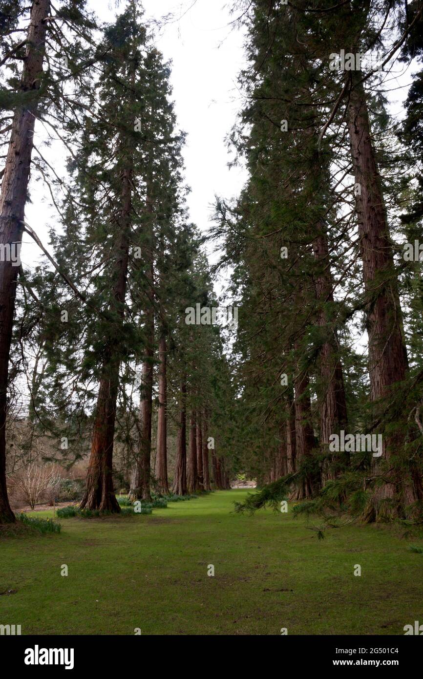 Sequoiadendron Giganteum - viale di sequoie di 150 anni, Benmore, Scozia Foto Stock