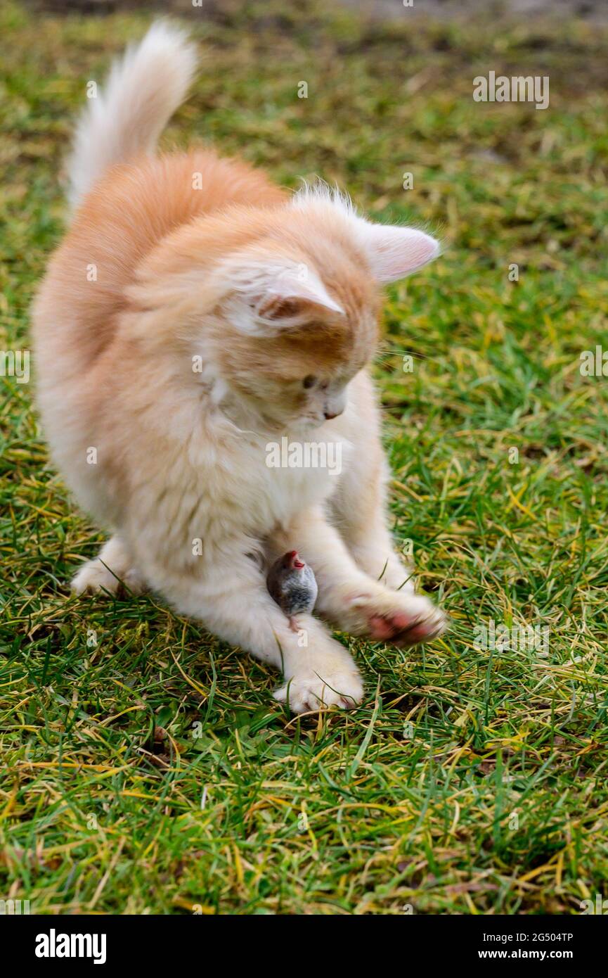 Un gatto rosso catturò una talpa, un gatto che gioca con una talpa sull'erba, la campagna e gli animali e roditori. Nuovo Foto Stock