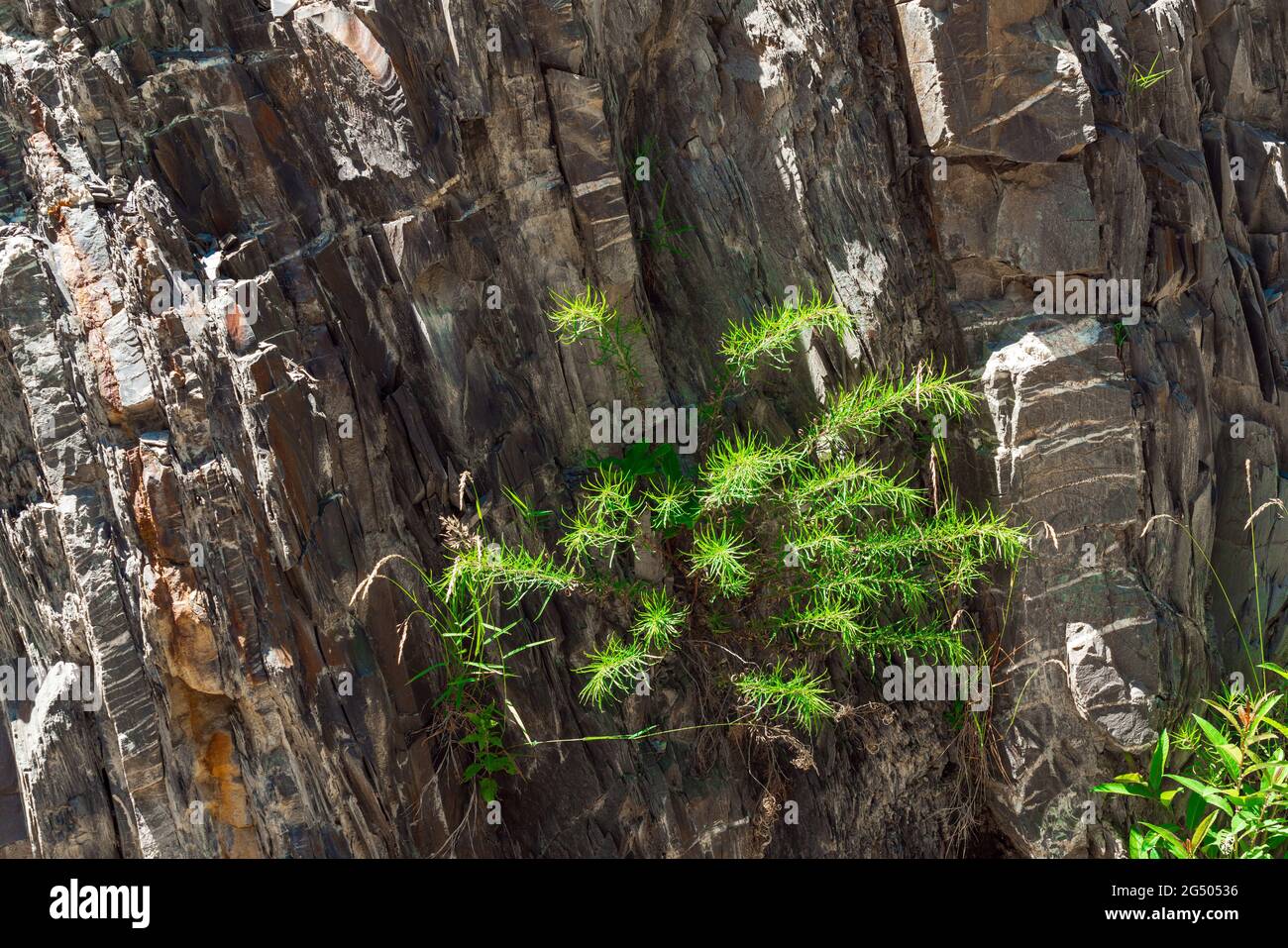 Pianta verde che cresce su una roccia di pietra Foto Stock