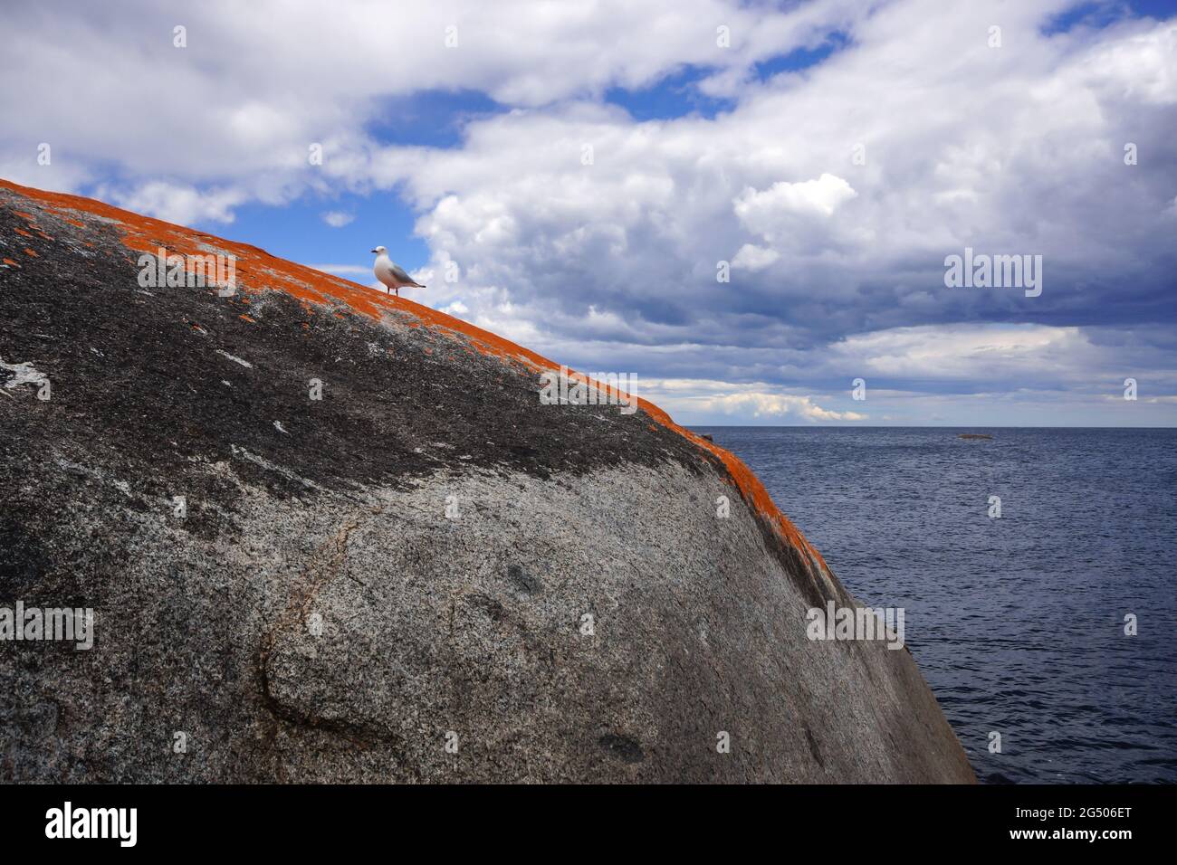 Gabbiano di mare sulle rocce rosse della Baia dei fuochi, Tasmania Foto Stock