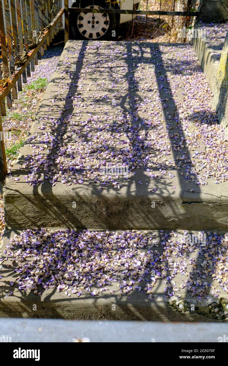 Petali porpora di glicine sulle scale alla luce del sole. Stagione primaverile Foto Stock