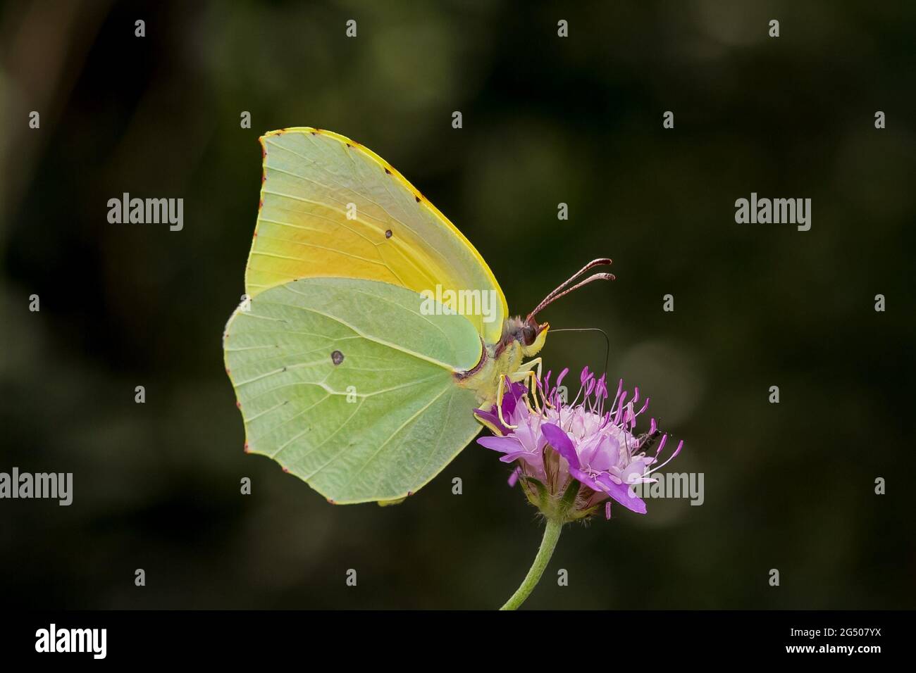 Fuoco selettivo di una bella farfalla Gonepteryx Cleopatra su un fiore Foto Stock