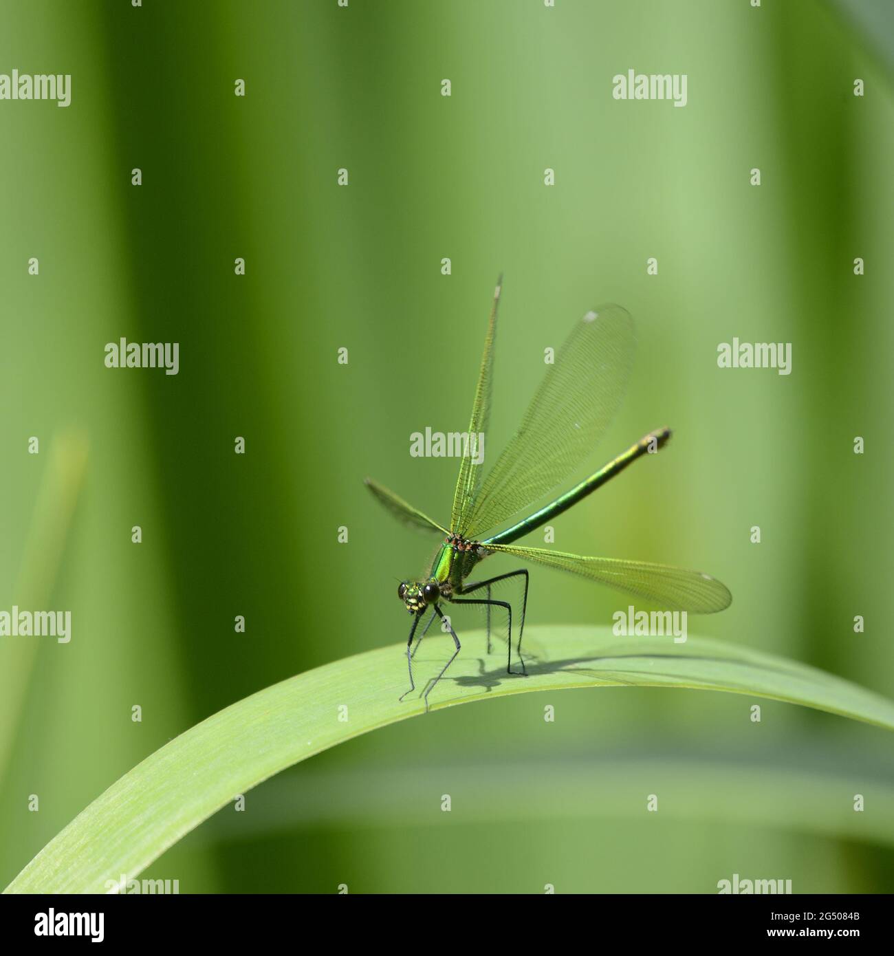 Demoiselle a fasce / Agrion Damselfly a fasce (Calopteryx splendens) femmina, flettendo le sue ali Foto Stock