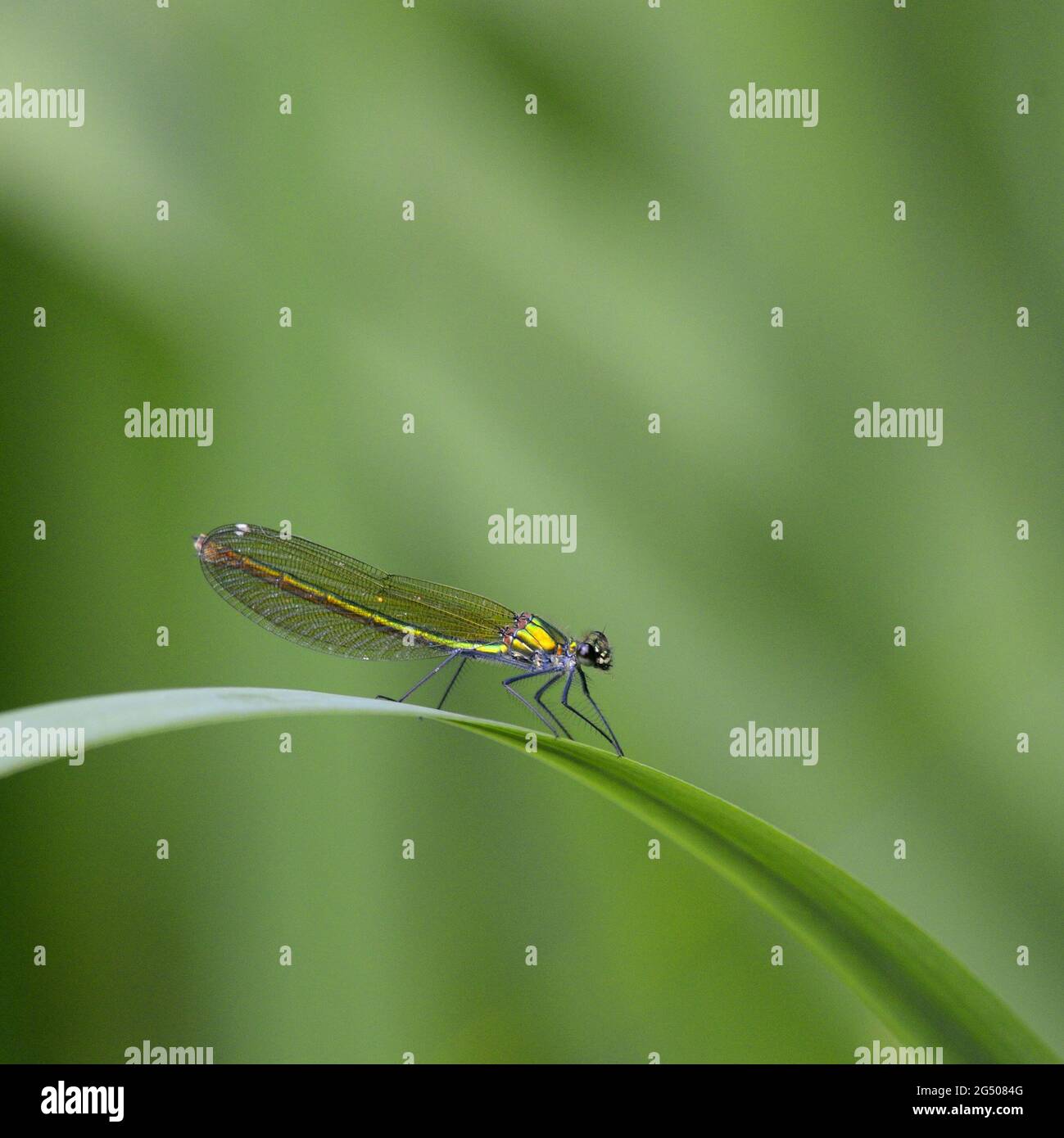 Demoiselle a fasce / Agrion Damselfly a fasce (Calopteryx splendens) femmina, appoggiata su una foglia di iride Foto Stock