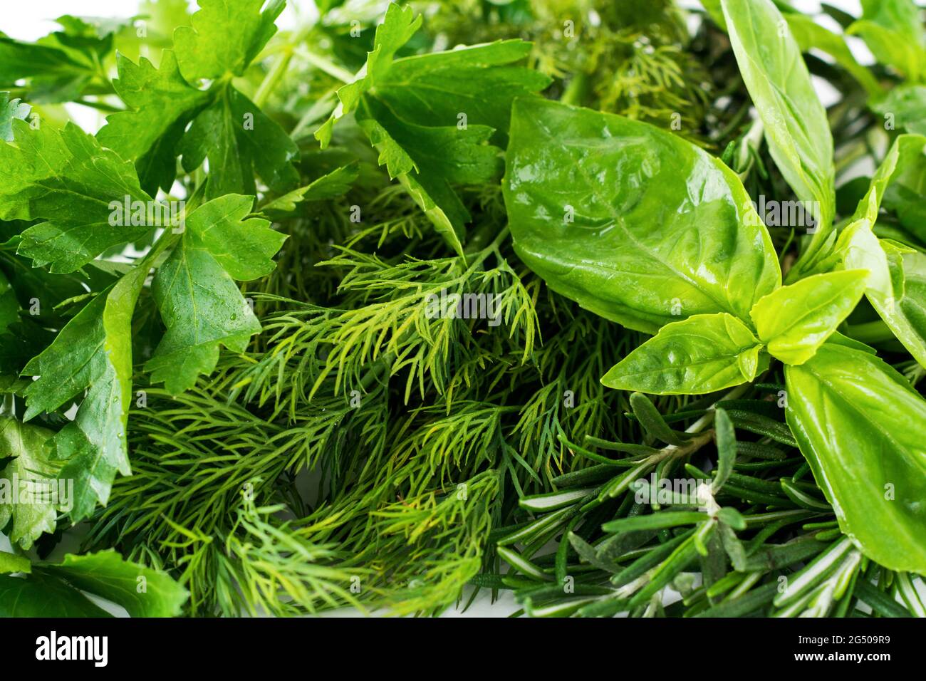 Bouquet fresco di basilico, aneto, prezzemolo, foglie di basilico su sfondo bianco chiaro. Messa a fuoco selettiva. Foto Stock