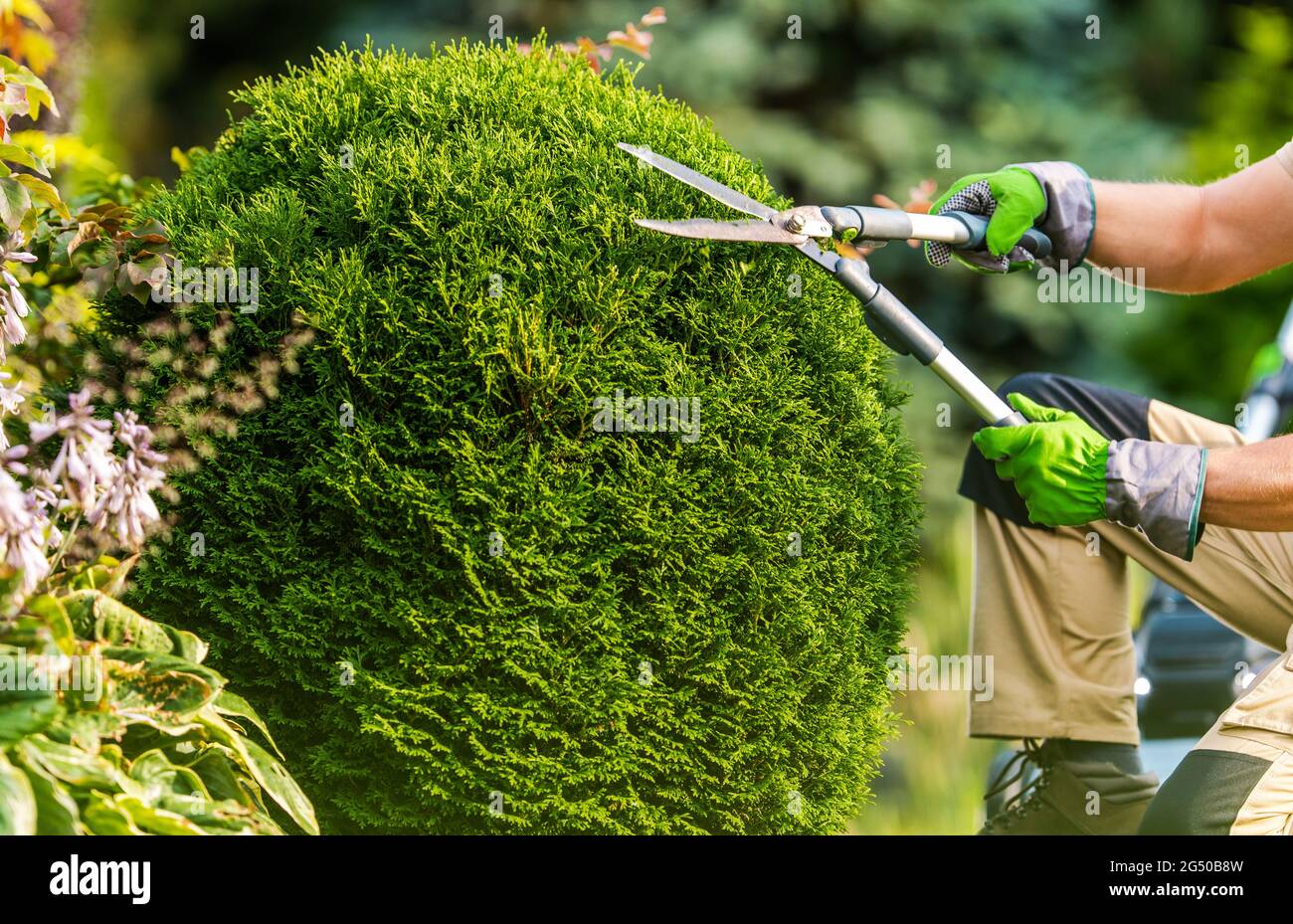 Giardiniere caucasico e cortile alberi da giardino rifilatura lavoro utilizzando grandi forbici. Foto Stock