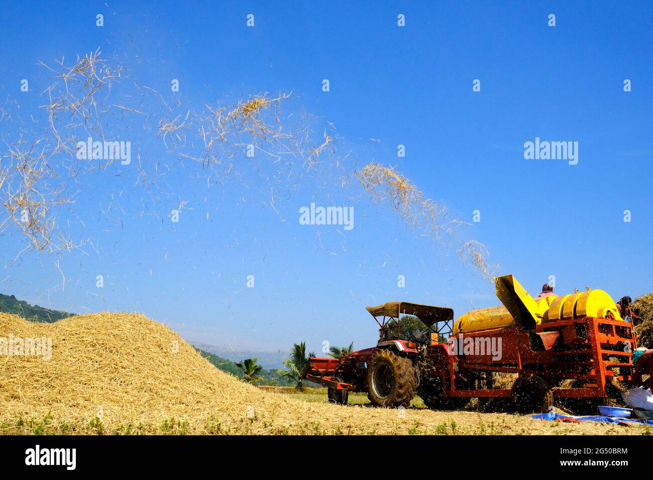 09 dicembre 2020, lavoratore agricolo che raccoglie riso con, macchina di raccolta a Bhor, Maharashtra, Pune Foto Stock