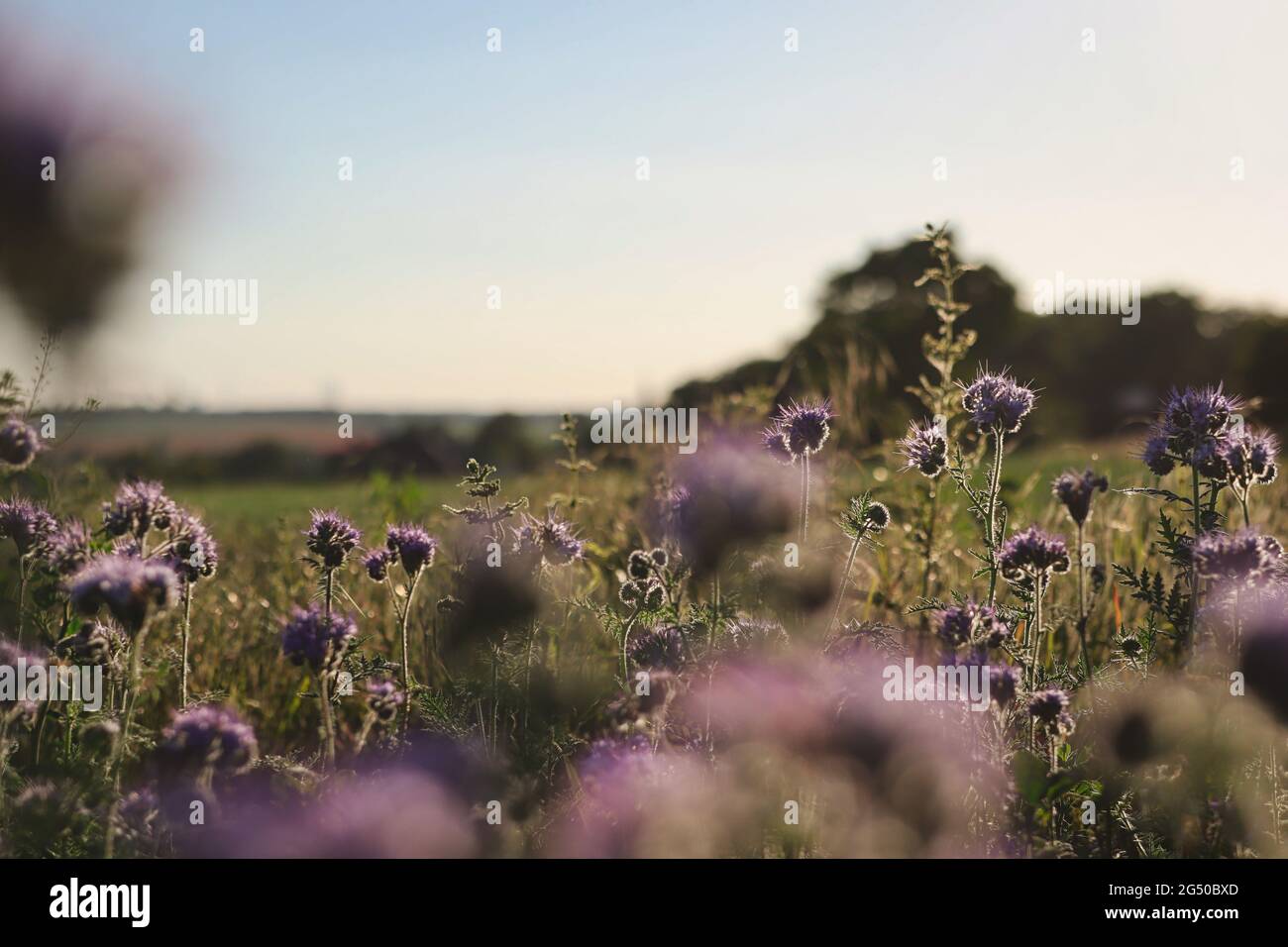 Campo di Phacelia tanacetifolia in natura ceca. Lacy Phacelia, Blue Tansy o Purple Tansy è una specie di piante in fiore. Foto Stock