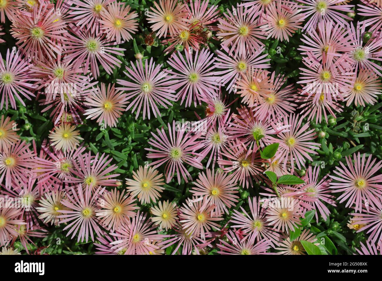 Top-down di Pink Delosperma Cooperi Plant. Ice Plant chiamato anche Hardy Iceplant, trailing Iceplant o Pink Carpet. Foto Stock