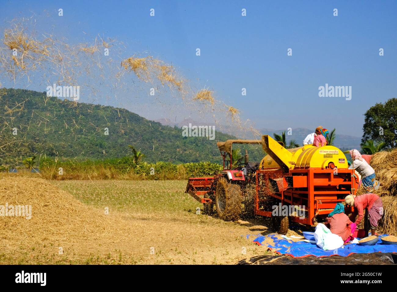 09 dicembre 2020, lavoratore agricolo che raccoglie riso con, macchina di raccolta a Bhor, Maharashtra, Pune Foto Stock