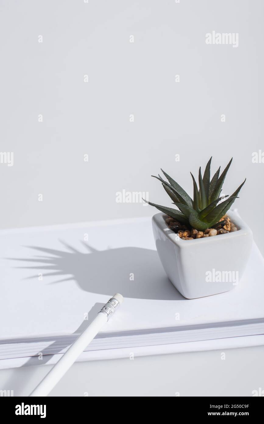 pianta di aloe verde su libro con la copertura rigida su bianco Foto Stock