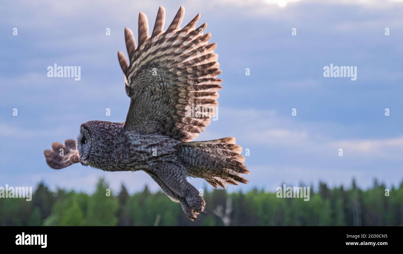 Gufi in Alberta, Canada Foto Stock