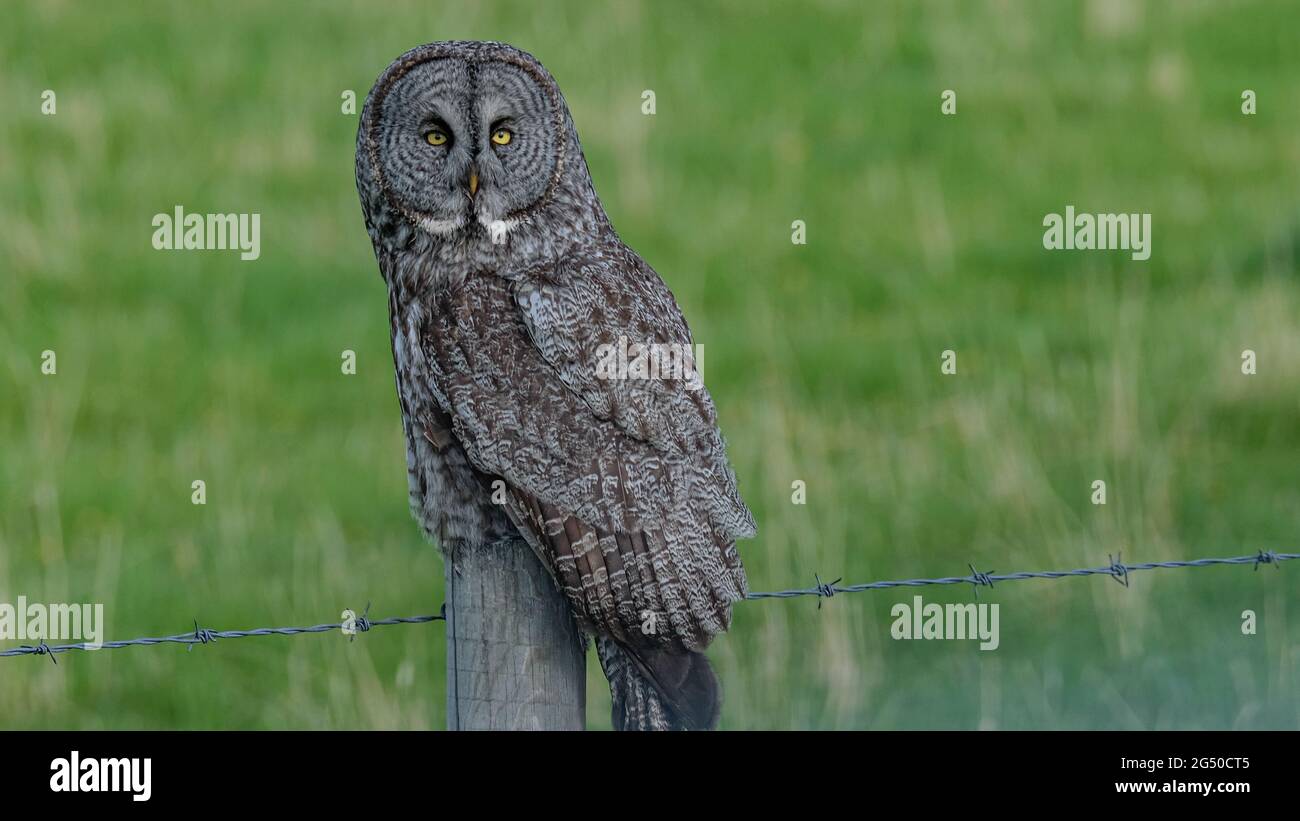 Gufi in Alberta, Canada Foto Stock