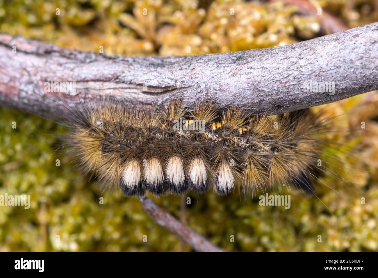 Dark tussock Moth caterpillar (Dicallomera fascelina larva), sulla brughiera di Surrey, Regno Unito, nel mese di giugno Foto Stock