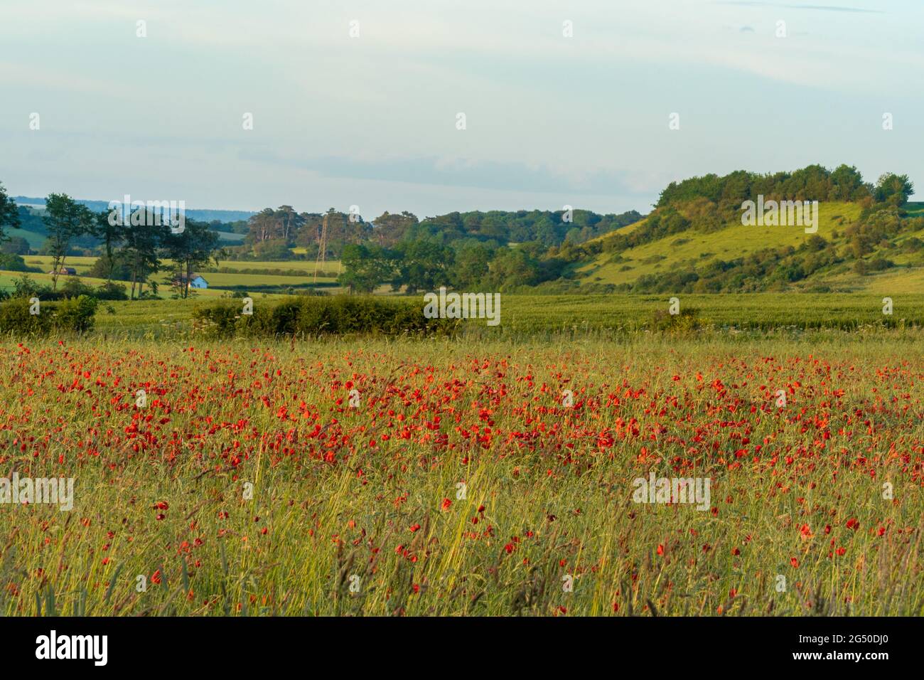 Campo di papavero rosso e campagna in una serata estiva vicino Stockbridge nella campagna dell'Hampshire, Inghilterra, Regno Unito Foto Stock
