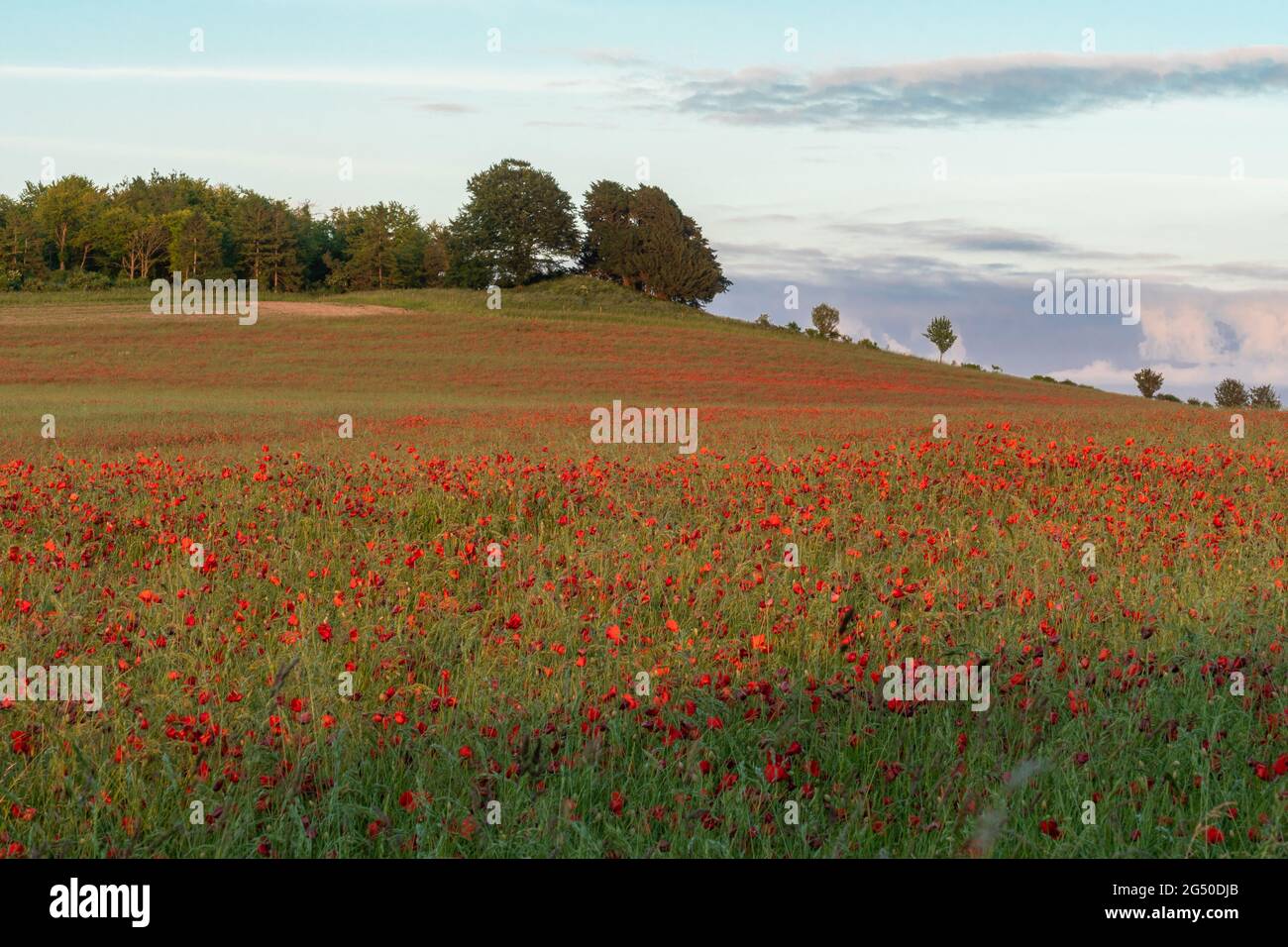 Campo di papavero rosso in una serata estiva vicino Stockbridge nella campagna dell'Hampshire, Inghilterra, Regno Unito Foto Stock