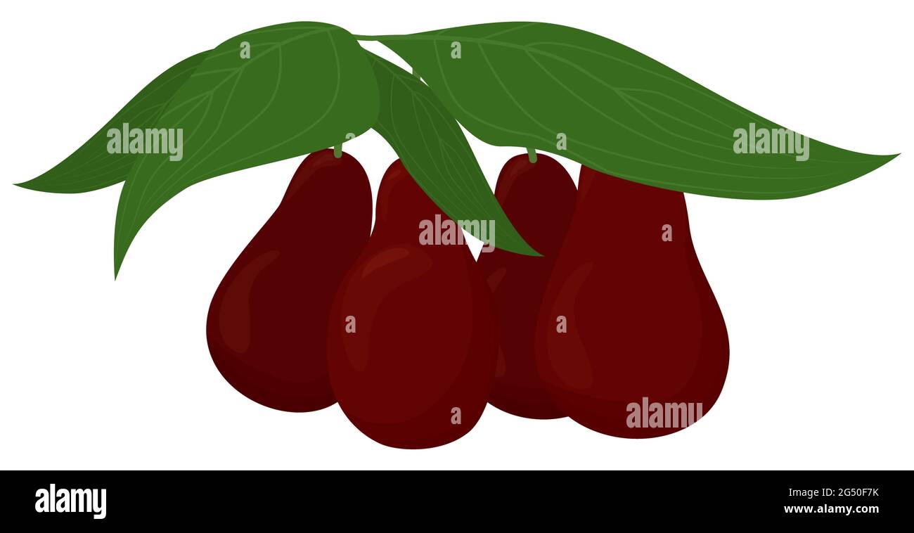 Bacche rosse di Dogwood con foglie isolate su sfondo bianco. Illustrazione vettoriale cartoon. Illustrazione Vettoriale
