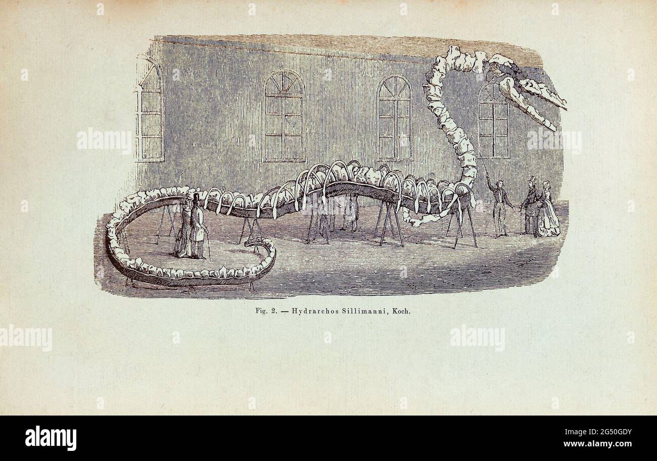 Incisione del grande serpente marino (Hydrachos Sillimanni). Di E. J. Brill. 1892 la figura mostra il leggendario scheletro del mostro immaginario Hyd Foto Stock