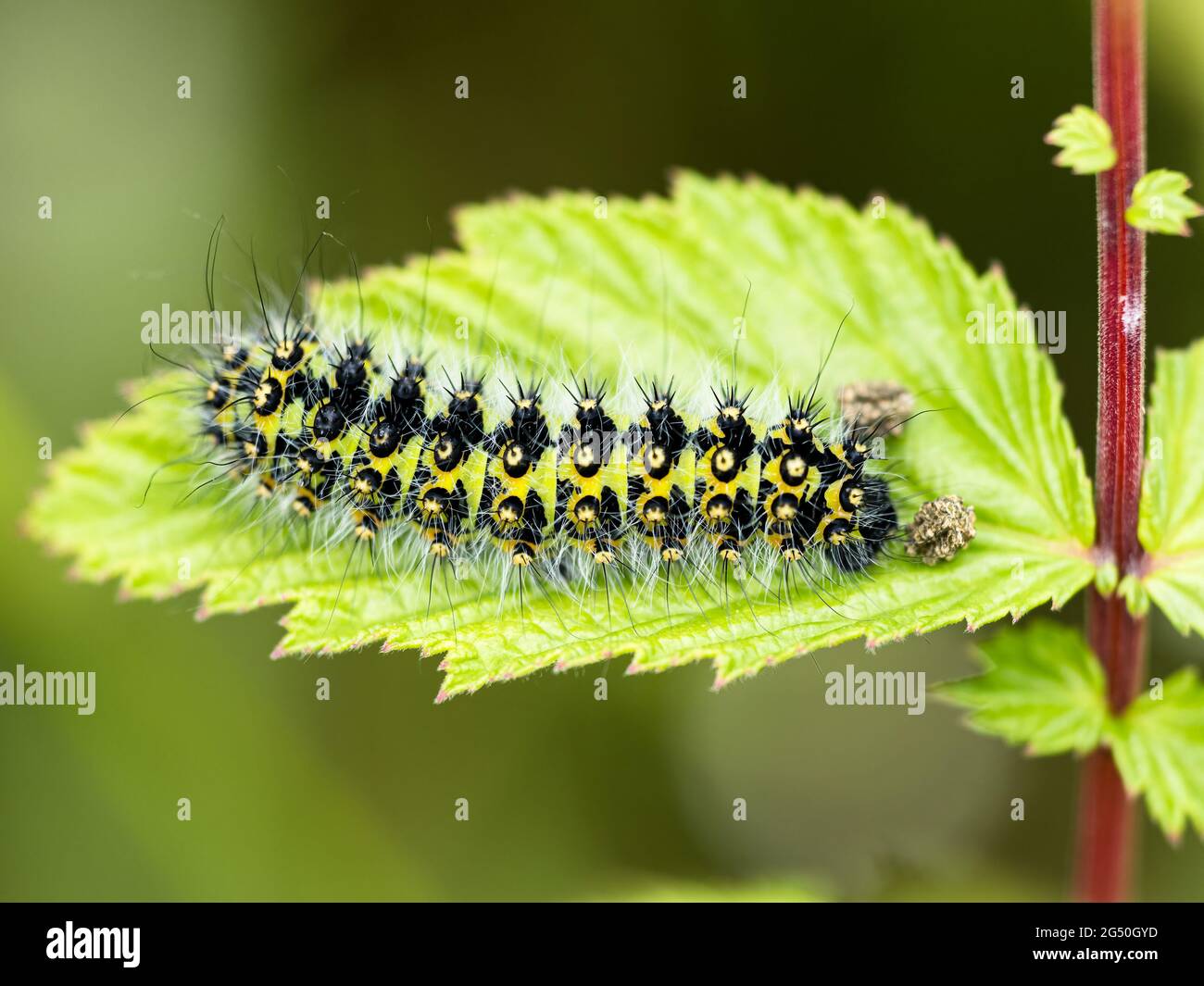 un bruco di una falda burnetta o forestiera (Zygaenidae) nella metà del Galles Foto Stock