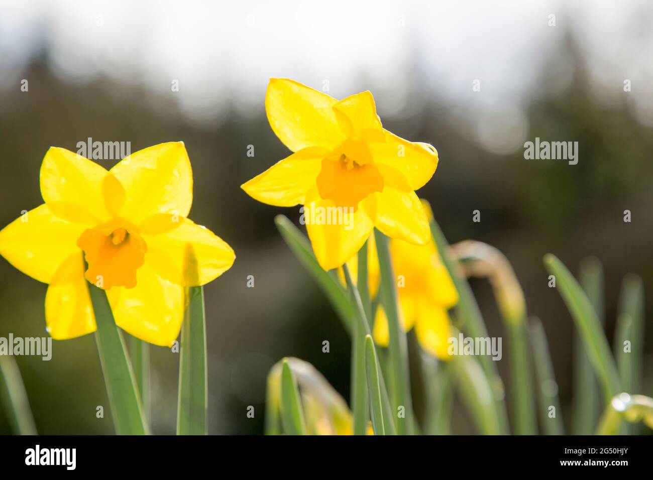 Due Narcisi Foto Stock