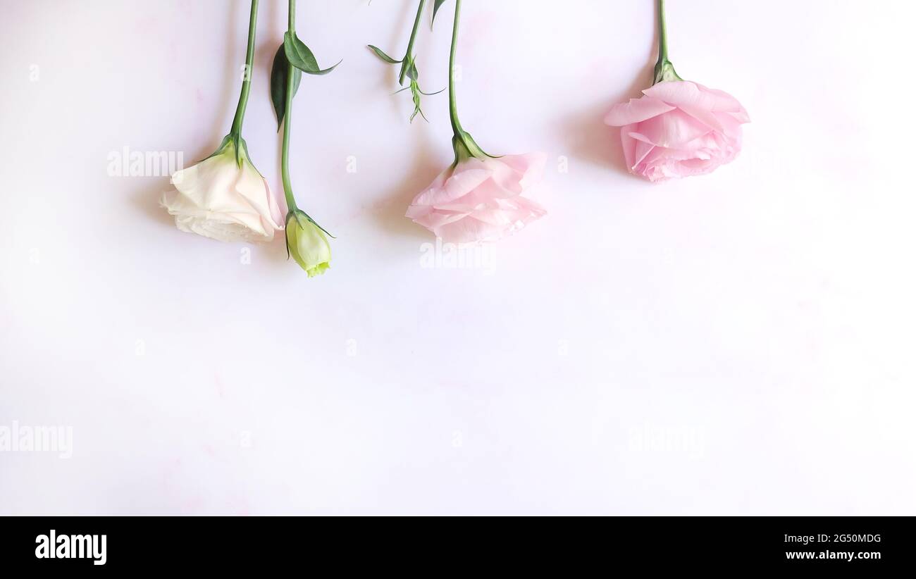 3 fiori rosa in fiore e un germoglio verdastro, con spazio per la copia sul fondo. Foto Stock