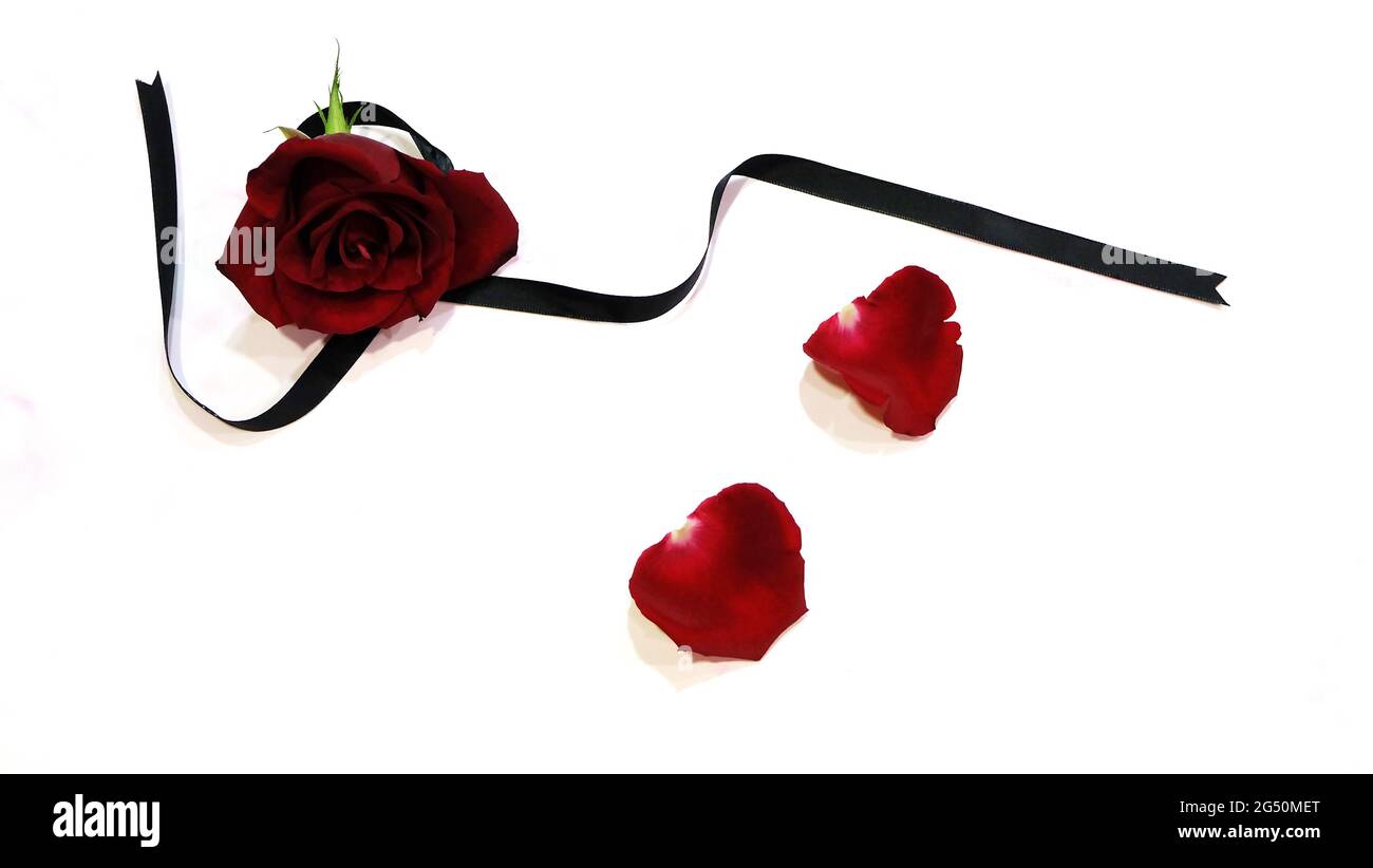 Una rosa rossa fiorente con un nastro nero e 2 petali nelle vicinanze. Vista dall'alto. Foto Stock