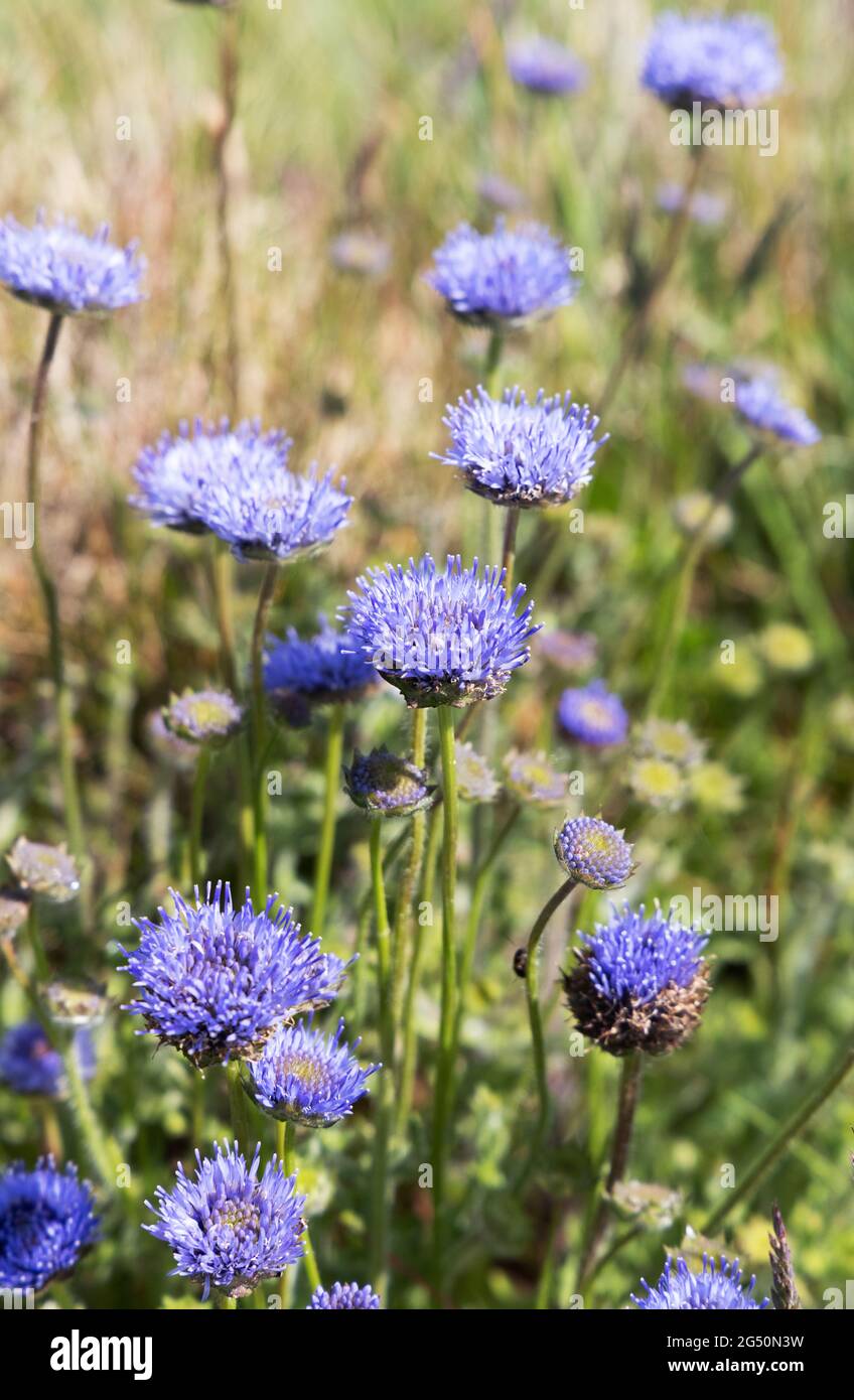 Sheeps bit fiori selvatici, aka pulsanti blu, margherita blu e fiore di ferro, Jasione montana, fioritura in Pembrokeshire, Galles Regno Unito Foto Stock