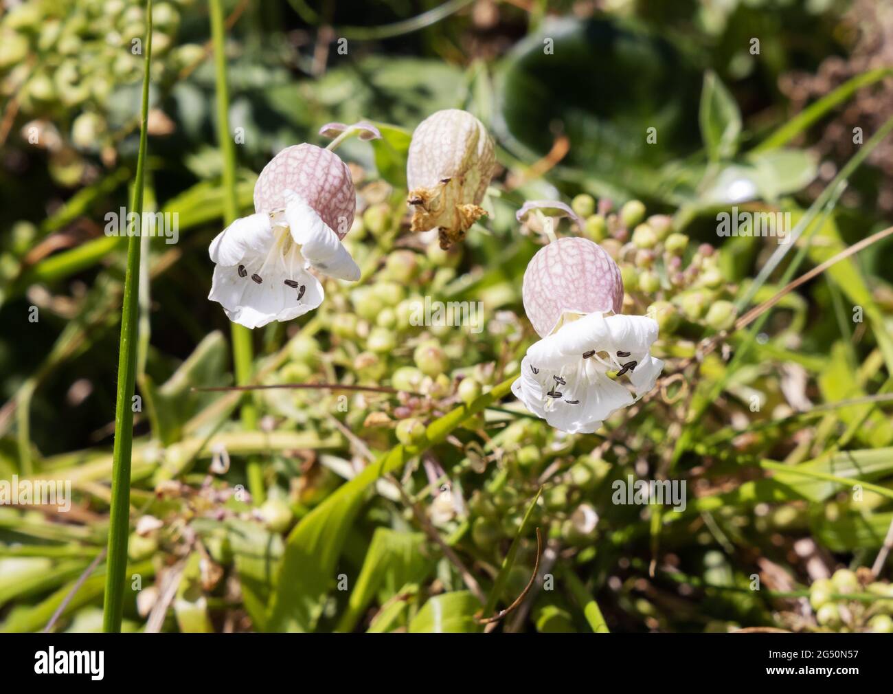 Fiori selvatici nel Regno Unito; Sea Campion, Silene uniflora, fioritura sulla costa di Pembrokeshire, Pembrokeshire, Galles UK Foto Stock