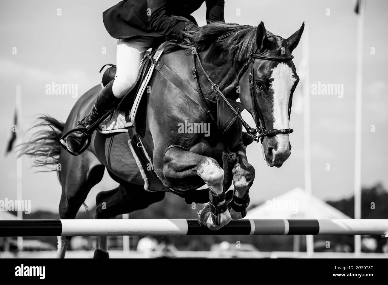 Salto a cavallo, Sport equestri, spettacolo salto evento fotografia a tema Foto Stock