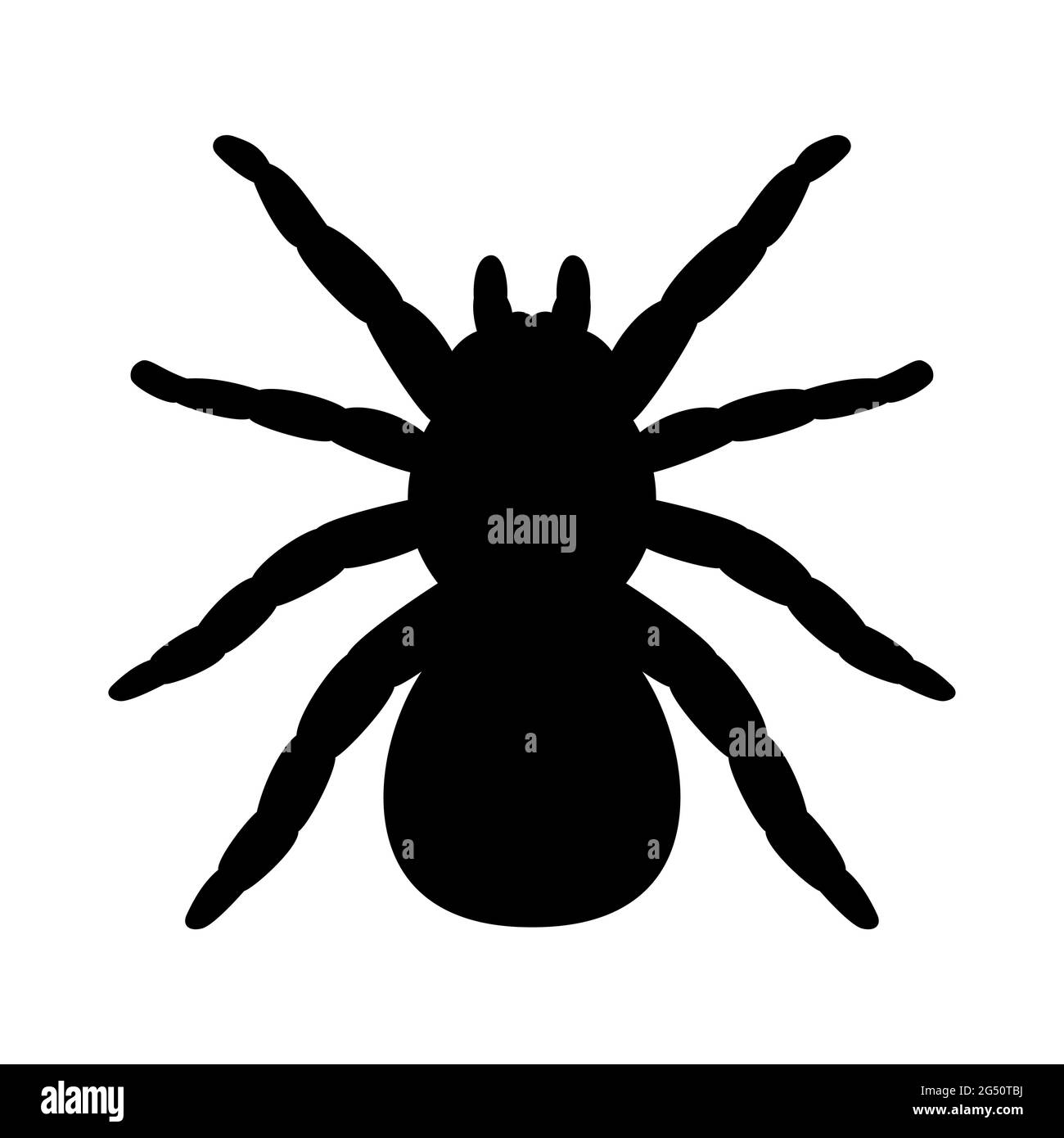 Tarantula ragno silhouette. Illustrazione vettoriale isolata su sfondo bianco, logo tarantula ragno silhouette, vista dall'alto. Illustrazione Vettoriale