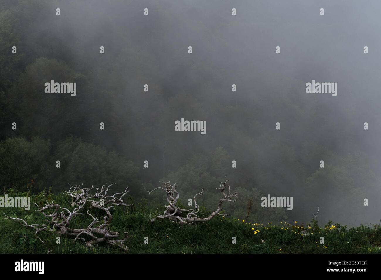 Splendido paesaggio del Parco Nazionale. Rami secchi di ginepro giacciono sulla montagna in prato verde sullo sfondo di nebbia oscura che avvolge la foresta sottostante. Foto Stock