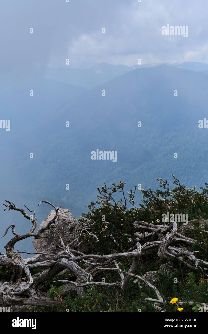 Splendido paesaggio del Parco Nazionale. Rami secchi di ginepro giacciono sulla montagna in prato verde sullo sfondo di nebbia oscura che avvolge la foresta sottostante. Foto Stock